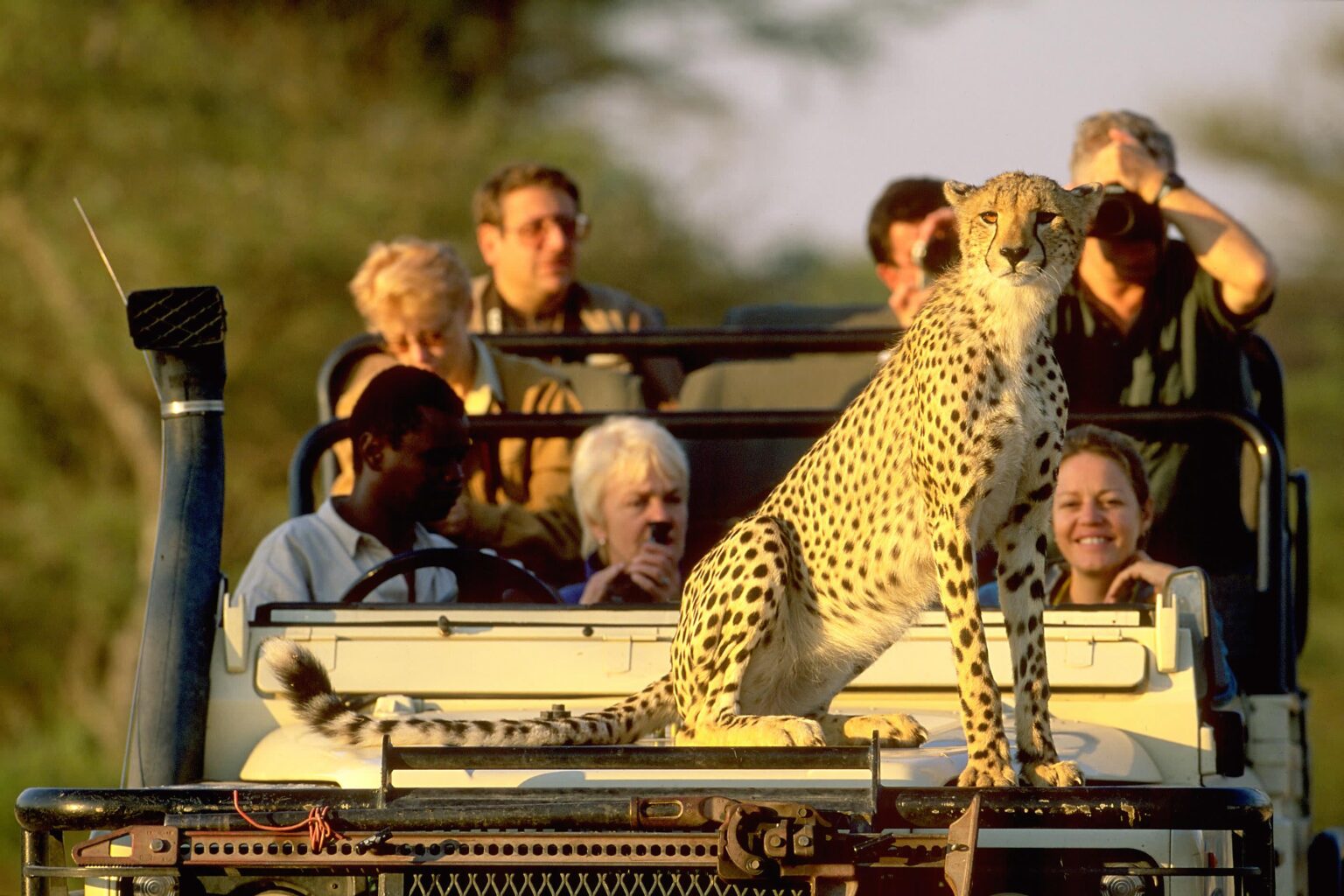 Best African Countries For Safari Afriqaaa